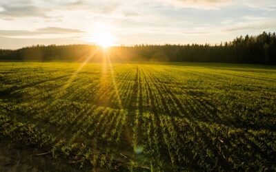 Orastava pelto, jota reunustaa tiheähkö metsä. Metsän takaa loistaa aurinko ja hieman pilvinen taivas.