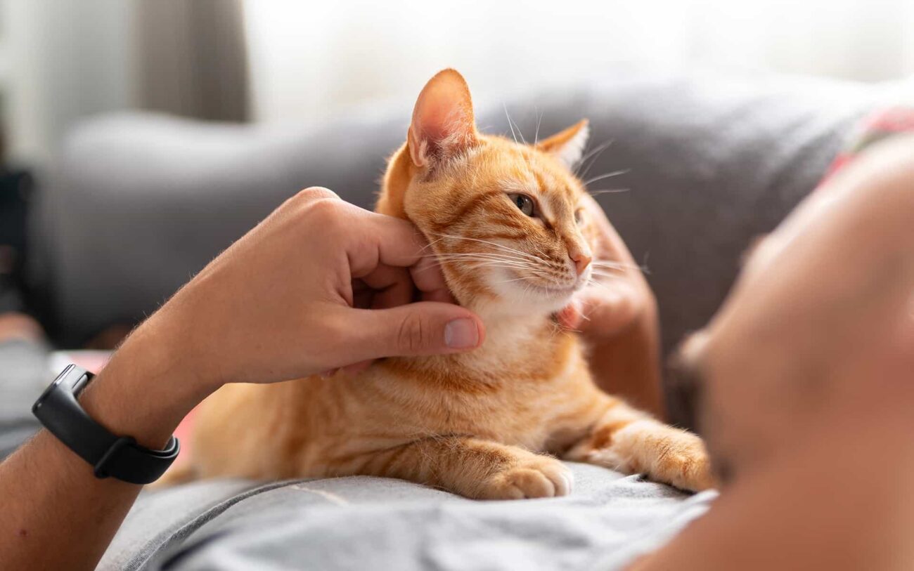 Henkilö makoilee rennosti sohvalla ja silittää rintansa päällä lepäävää oranssia kissaa. Kissa nauttii rennosti maaten saamistaan rapsutuksista.
