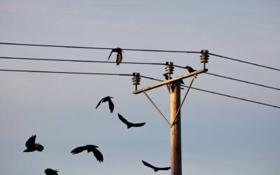 Kuvassa sähkölinjat, joiden ympärillä lentää useita lintuja.